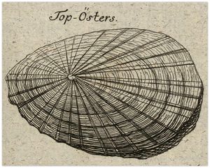 Topøsters - fra Erik Pontoppidan 1753.jpg