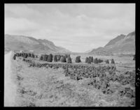 15. Torvmyrer, Sortland - no-nb digifoto 20151125 00068 NB MIT FNR 08986.jpg