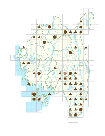 Trichophorum cespitosum subsp. germanicum.png