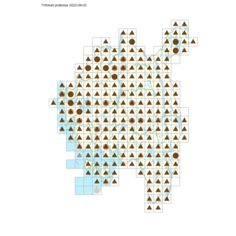 Trifolium pratense.png