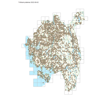 Trifolium pratense 1.png