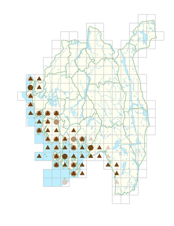 Triglochin maritima.png