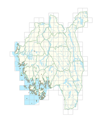 Tripleurospermum maritimum subsp. maritimum 1.png