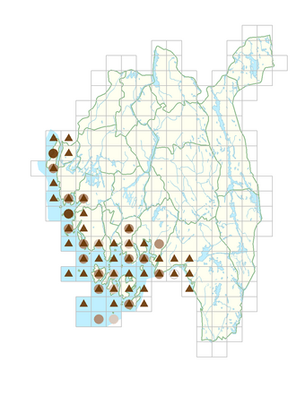 Tripolium pannonicum subsp. tripolium.png