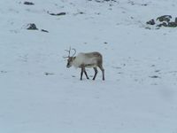 Rein i Búðareyri i Suður-Múlasýsla på austsida av Island. Foto: Tristan Ferne, april 2007.