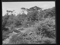 24. Tromøya - no-nb digifoto 20150128 00088 NB MIT FNR 21654.jpg