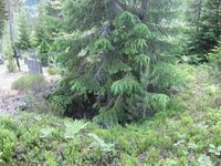 Her er tufta til husmannsplassen Lønnegrav, kjellarmuren er synleg. (Foto: Olav Momrak-Haugan, 2010.)