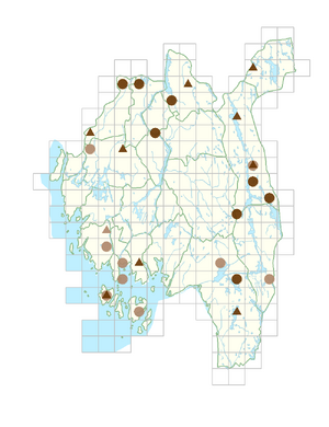 Typha angustifolia.png