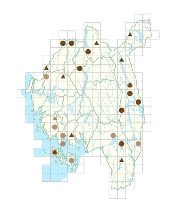 Typha angustifolia.png