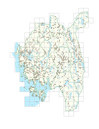 Typha latifolia 1.png