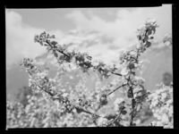 76. Ullensvang - no-nb digifoto 20150218 00083 NB MIT FNR 17217 A.jpg