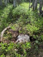 Kyrkjegarsmuren på Upprand er massivt nedgrodd. Ukjent fotograf 2025