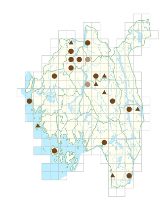 Urtica dioica subsp. galeopsifolia.png