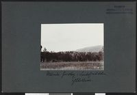 1. Utdøende furuskog i Sundsfjorddalen, Gildeskaal - no-nb digifoto 20160317 00020 bldsa NGU0354.jpg