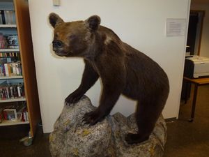 Utstoppet bjørn.JPG