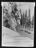 244. Vangsåsen - no-nb digifoto 20160715 00157 NB MIT FNR 18656.jpg