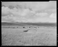 42. Ved Fokstua - no-nb digifoto 20151105 00067 NB MIT FNR 06483.jpg