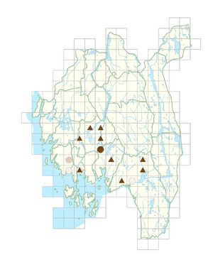 Verbena officinalis.png