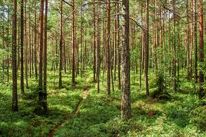 Vestby Ødemørk 1 040714.jpg