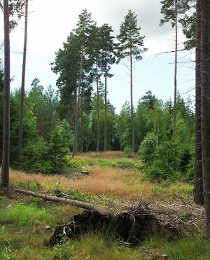 Vestby Ødemørk 2 040714.JPG