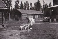 Sauer får flaskefôr på Vesterås.