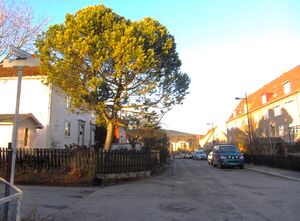 Vestgrensa Oslo 2013.jpg