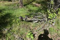 Foto: Kjell Klokkerud, juni 2022.