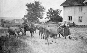 Vestre Nitteberg (Skedsmo). Budeie og kuer.jpg