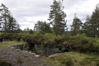 Brystvern. Foto: Tommy Gildseth (2010).