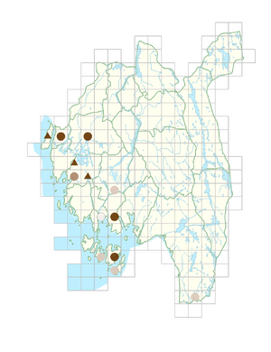 Vicia sativa subsp. segetalis.png