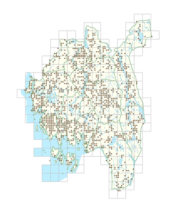 Viola arvensis 1.png