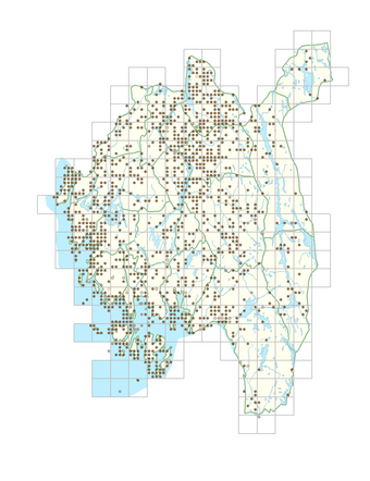 Viola tricolor subsp. tricolor 1.png