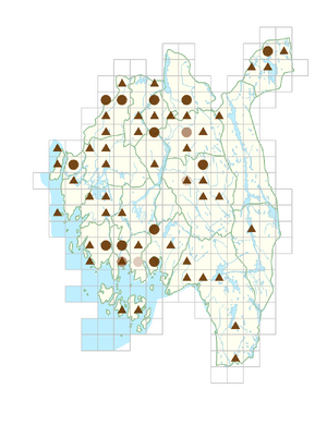 Viola xwittrockiana.png