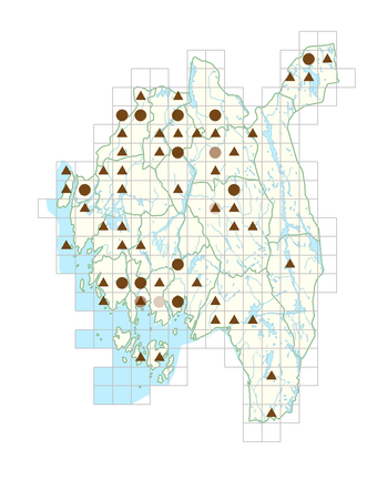 Viola xwittrockiana.png