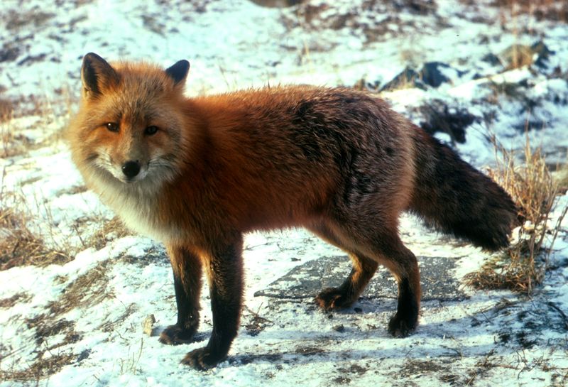 Fil:Vulpes vulpes standing in snow.jpg