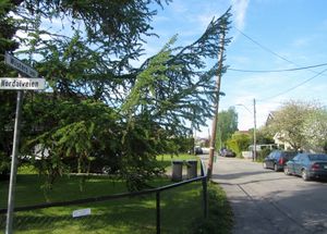 Wilsters vei Oslo 2014.jpg